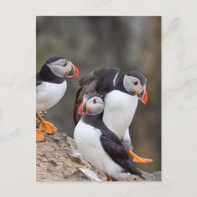 Group of Puffins Postcard (Front)