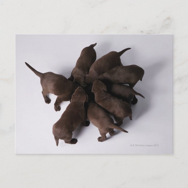 Group of puppies with heads together postcard (Front)