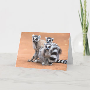Group of Ring-Tailed Lemurs Card