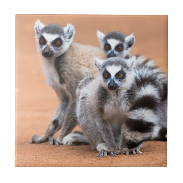 Group of Ring-Tailed Lemurs Ceramic Tile (Front)