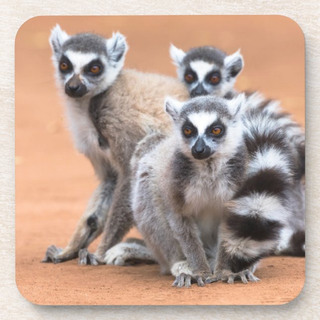 Group of Ring-Tailed Lemurs Coaster (Front)