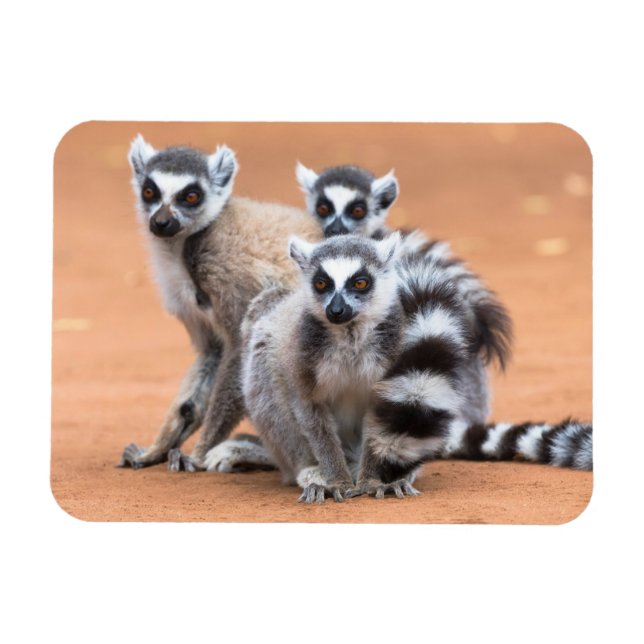 Group of Ring-Tailed Lemurs Magnet (Horizontal)