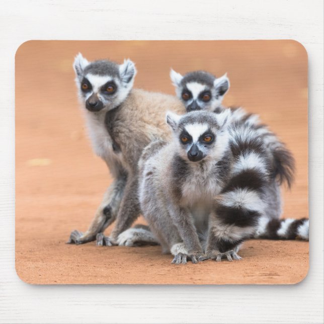 Group of Ring-Tailed Lemurs Mouse Pad (Front)