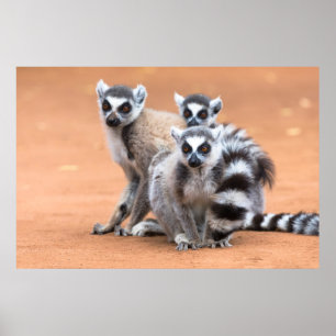 Group of Ring-Tailed Lemurs Poster