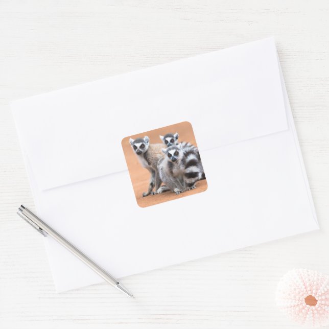 Group of Ring-Tailed Lemurs Square Sticker (Envelope)