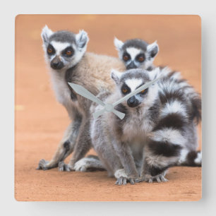 Group of Ring-Tailed Lemurs Square Wall Clock