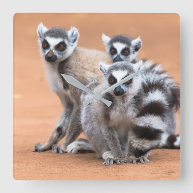Group of Ring-Tailed Lemurs Square Wall Clock (Front)
