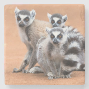 Group of Ring-Tailed Lemurs Stone Coaster