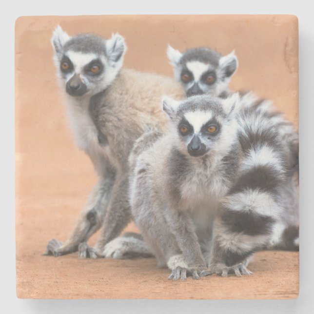 Group of Ring-Tailed Lemurs Stone Coaster (Front)