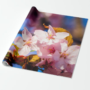 Group Of Sakura Flowers, Soft Pink, Blue Backdrop Wrapping Paper