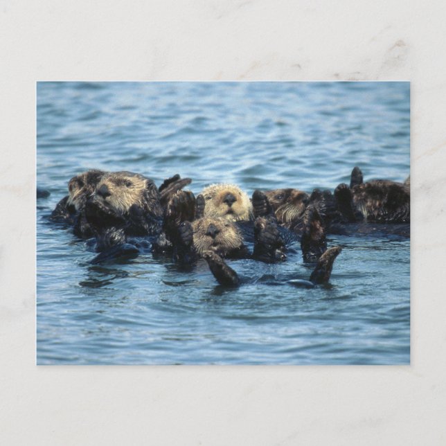Group of Sea Otters Postcard (Front)
