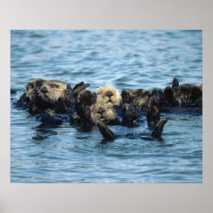 Group of Sea Otters Poster