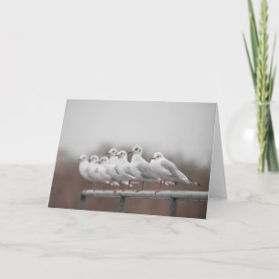 Group of seagulls card