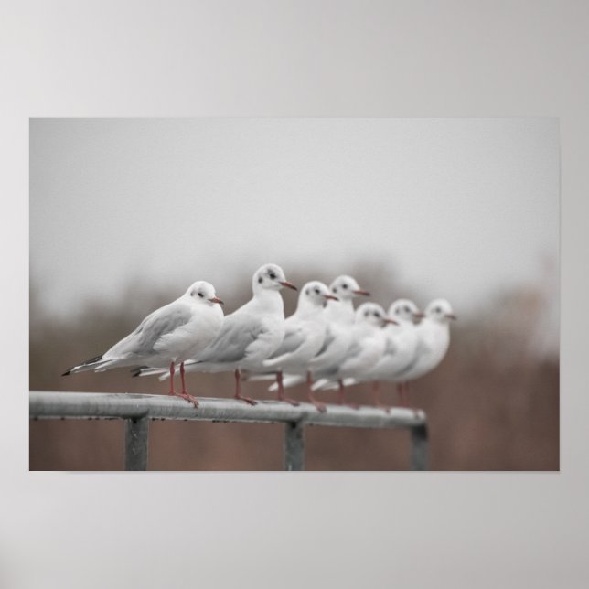 Group of seagulls poster (Front)