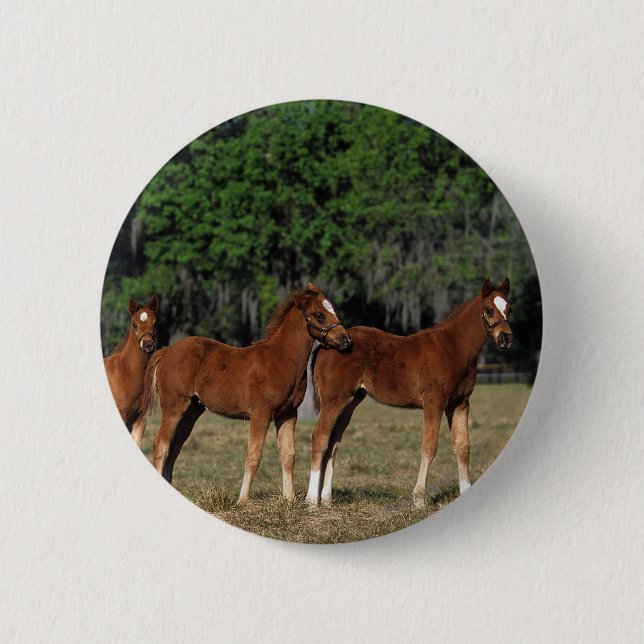 Group of Thoroughbred Foals 6 Cm Round Badge (Front)