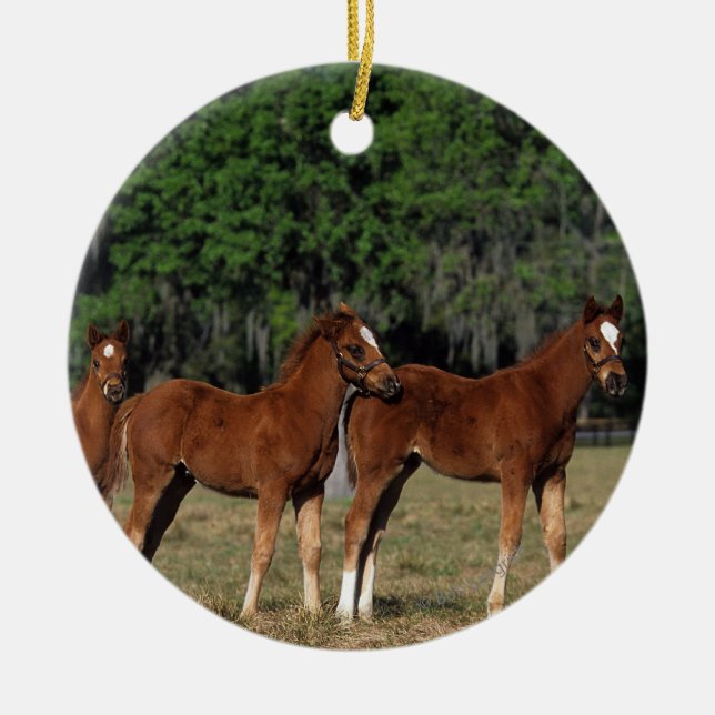 Group of Thoroughbred Foals Ceramic Ornament (Front)
