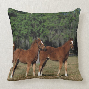 Group of Thoroughbred Foals Cushion