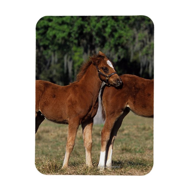 Group of Thoroughbred Foals Magnet (Vertical)
