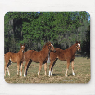 Group of Thoroughbred Foals Mouse Pad