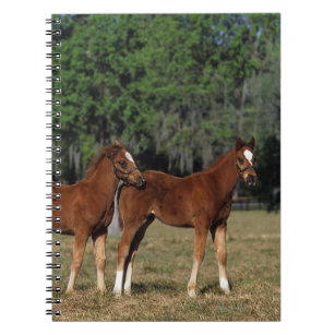 Group of Thoroughbred Foals Notebook