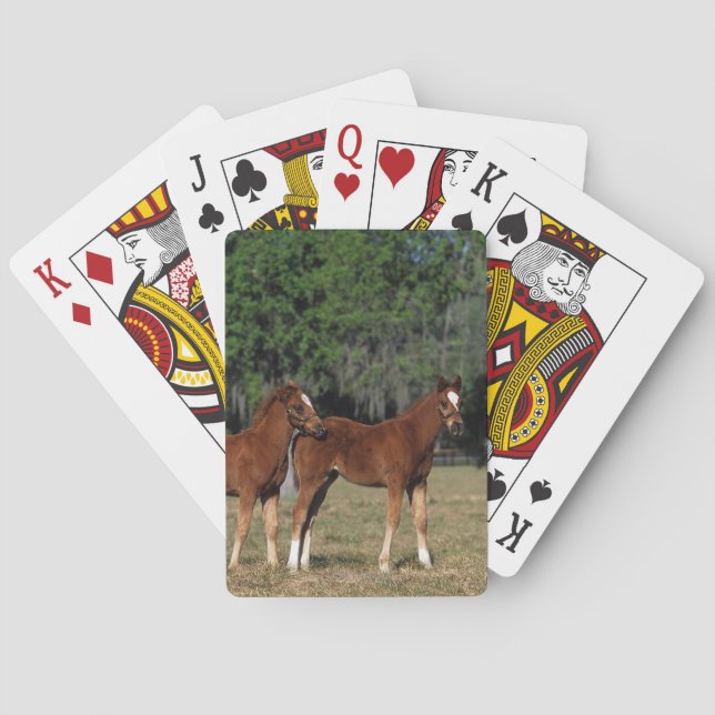 Group of Thoroughbred Foals Playing Cards (Back)