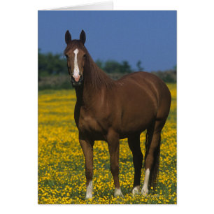 Group of Thoroughbred Horses