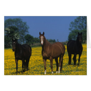 Group of Thoroughbred Horses