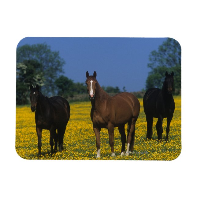 Group of Thoroughbred Horses Magnet (Horizontal)