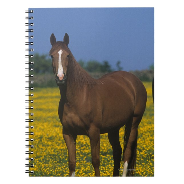 Group of Thoroughbred Horses Notebook (Front)