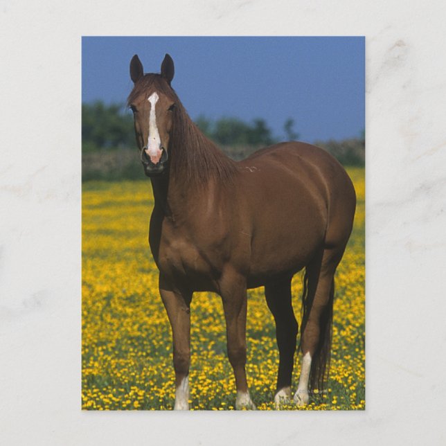 Group of Thoroughbred Horses Postcard (Front)