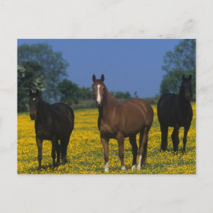 Group of Thoroughbred Horses Postcard