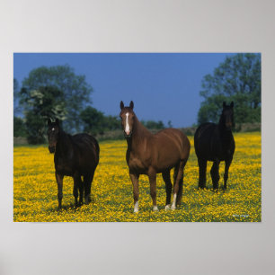 Group of Thoroughbred Horses Poster