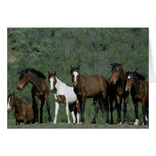 Group of Wild Mustang Horses