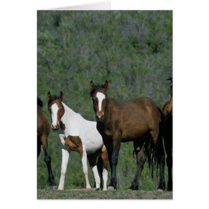 Group of Wild Mustang Horses