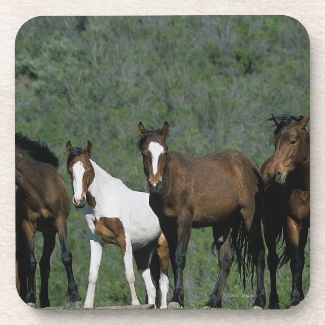 Group of Wild Mustang Horses Coaster (Front)