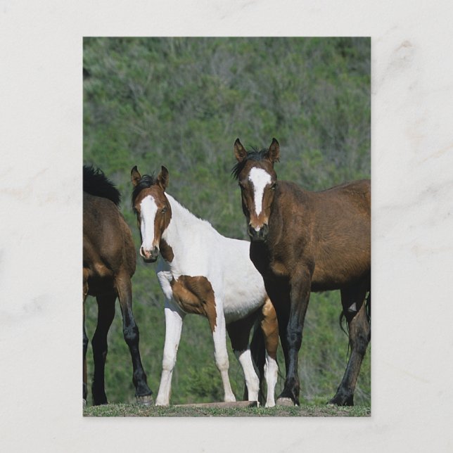 Group of Wild Mustang Horses Postcard (Front)