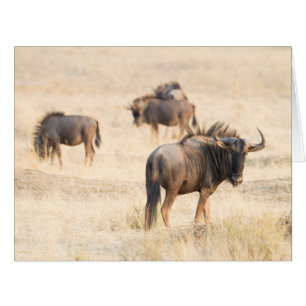Group of wildebeest