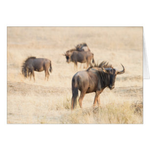 Group of wildebeest