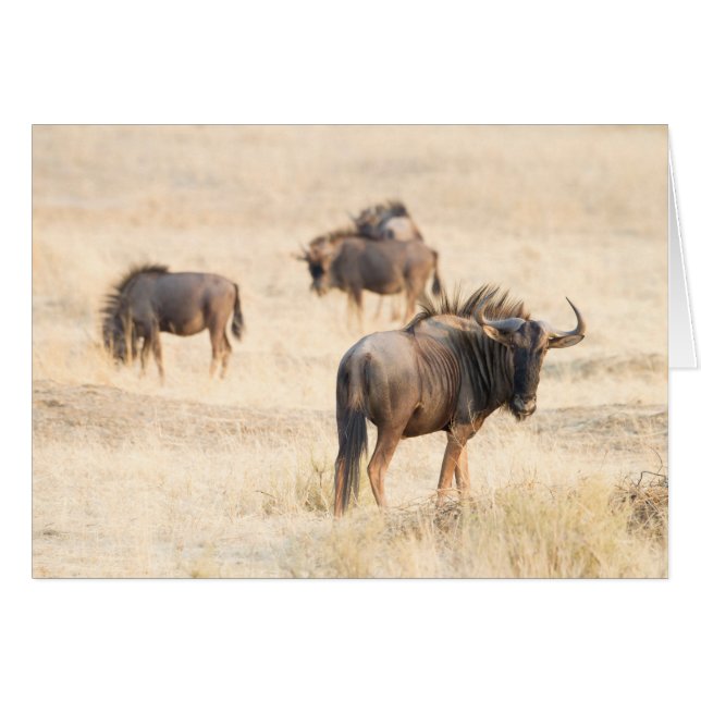 Group of wildebeest (Front Horizontal)