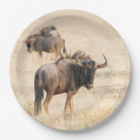 Group of wildebeest