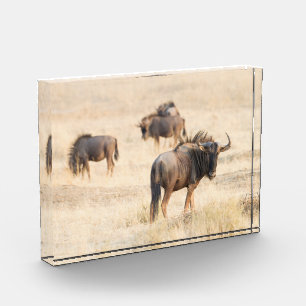 Group of wildebeest photo block