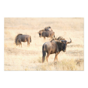 Group of wildebeest photo print