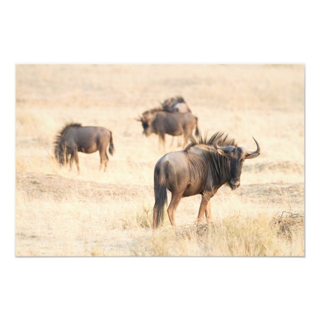 Group of wildebeest photo print (Front)