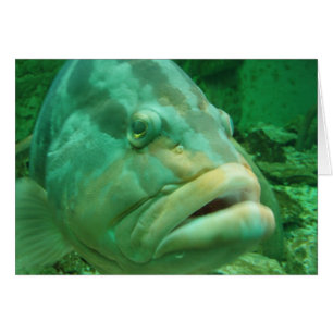 Grouper