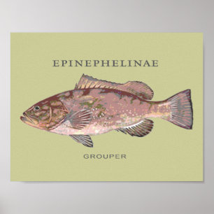 Grouper Fish Illustration Poster