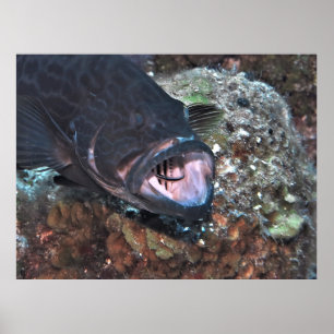 Grouper Oral Hygiene Poster