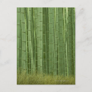 Grove of Bamboo trees Postcard