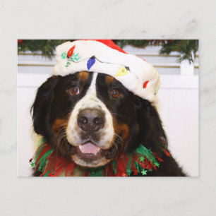 Grover - Bernese Mountain Dog Holiday Postcard
