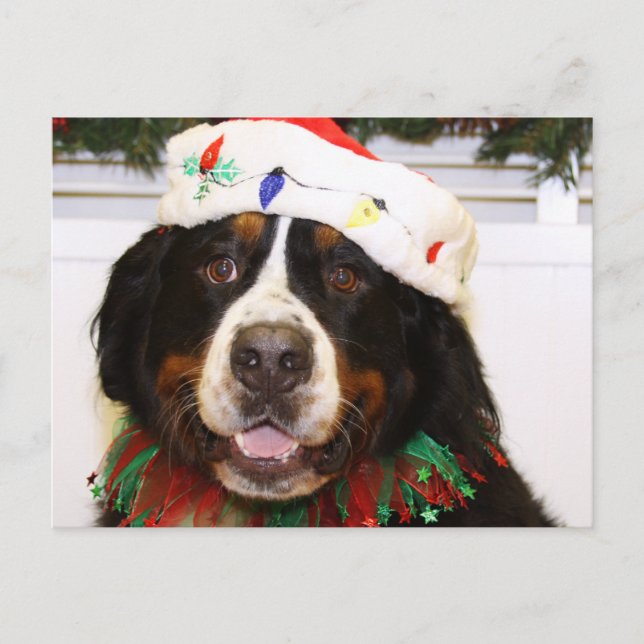 Grover - Bernese Mountain Dog Holiday Postcard (Front)