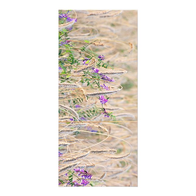 Growing Grain Rack Card (Front)